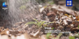 我们为什么要保护珍稀物种？答案或许在这里