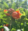 夏日石榴花 