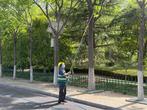 亳州市园林管理部门“花式喷雾”防虫害