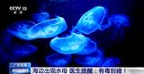 海边遇到水母别碰有毒！医生：被蜇伤要用海水冲洗
