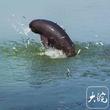 濒危物种“安居” 生态价值“变现” 我国生物多样性保护成绩亮眼