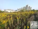 全球入侵物种成本知多少？最新研究称过去60年间每年约350亿美元