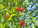 合肥市花石榴花开 风动裙裾醉了夏天
