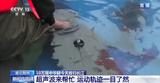 10万尾中华鲟放归长江 看“水中国宝”如何养大