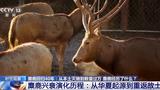 从零到过万！一度本土灭绝如今种群复壮，麋鹿经历了什么？