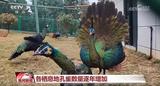 人工繁育绿孔雀 破解猿类“声纹密码” 我国生物多样性保护“上大分”