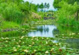 巢湖柘皋河湿地：睡莲绽放宛如莫奈花园