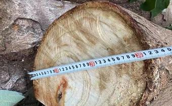 合肥元一柏庄小区大量绿化树被砍伐
