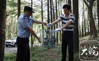 自学技术繁殖野生斑鸠贩卖 巢湖一男子被抓获