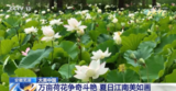 芜湖：万亩荷花争奇斗艳 夏日江南美如画