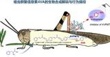 生态防范蝗灾！我国科学家破译“虫族密会”暗号 