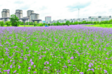 马鞭草花开成海 紫色浪漫醉游人