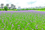 马鞭草花开成海 紫色浪漫醉游人