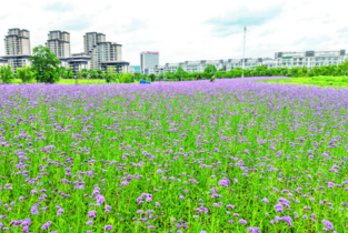 马鞭草花开成海 紫色浪漫醉游人