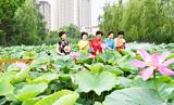 阜阳泉水湾国家湿地公园2000多平方米荷花迎盛花期