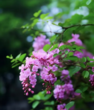 夏日紫薇