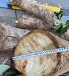 合肥元一柏庄小区大量绿化树被砍伐 农林、城管多部门介入