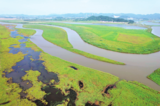 皖河湿地夏景入画