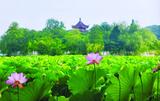 淮南龙湖公园荷花竞相开放