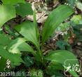 巢湖生态调查发现多种新记录物种