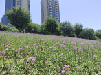 黄山市中心城区马鞭草花海受追捧