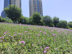黄山市中心城区马鞭草花海受追捧
