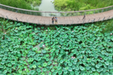 巢湖：公园荷花盛开 绘就夏日生态画卷