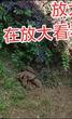 巢湖一小区出现一窝貉  相关部门：很温顺的动物，无需打扰