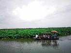 “荷花经济”夏日别样红