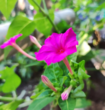 洗澡花