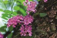 国家一级保护野生植物象鼻兰在祁门移植成功