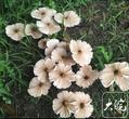“菌中之王”野生鸡枞菌被传现身合肥大蜀山 多人跟风入山寻找 权威专家回应市民三问